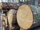 Drewno opałowe "szybko schodzi". Ile kosztuje w nadleśnictwie, a ile w internecie?