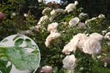 Róża ma plamy na liściach, biały nalot, albo mszyce? Polecamy skuteczne metody 