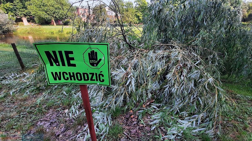 Zniszczenia po burzy w parku Sienkiewicza i parku na...