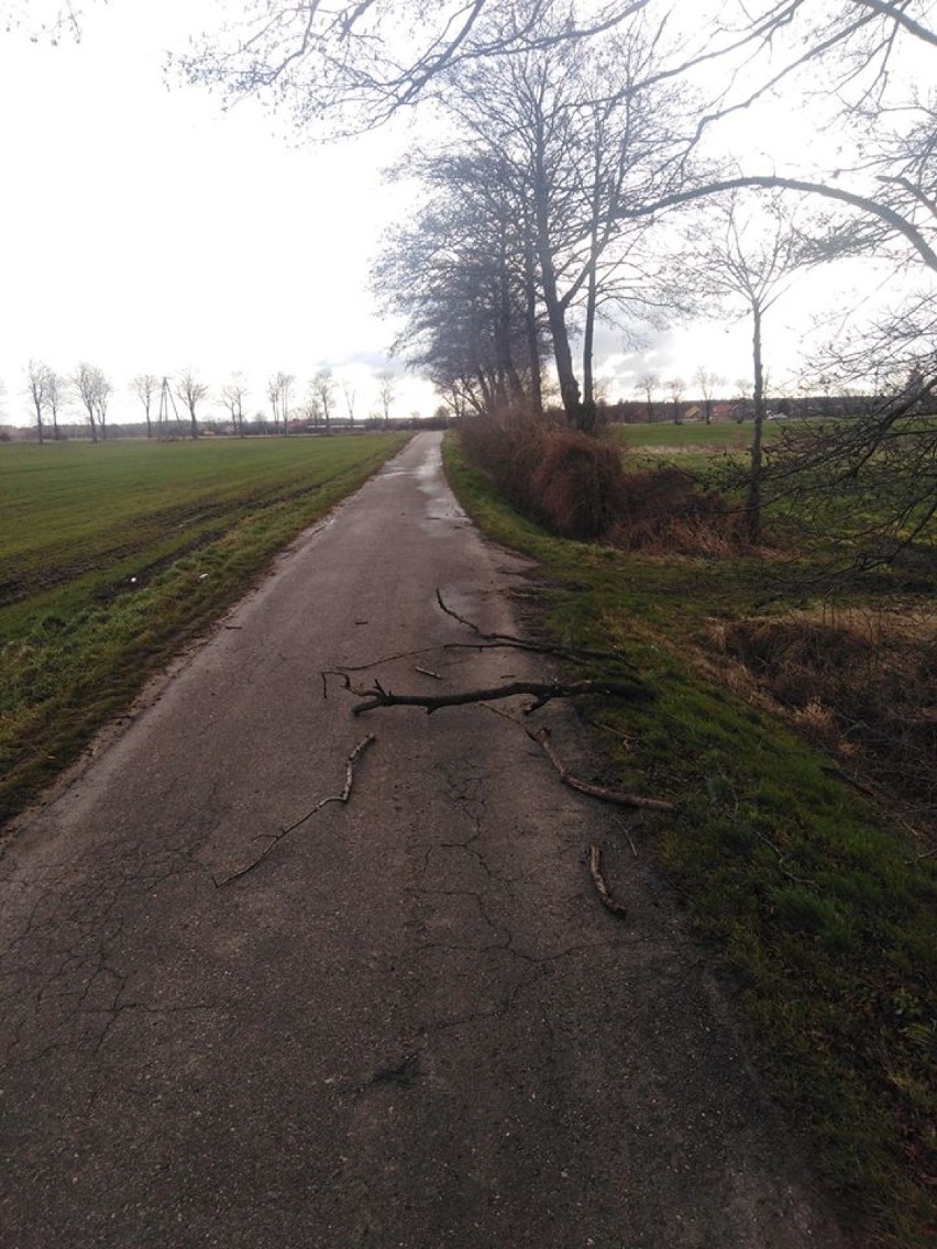 Wezwali strażaków z OSP do powalonego drzewa. Na drodze leżała... gałąź