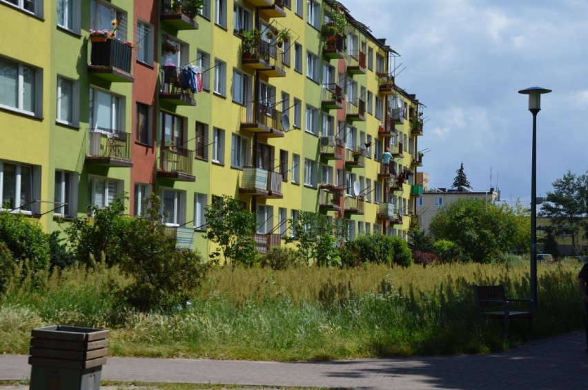 W Bełchatowie trawa po kolana. Czy tereny zielone zostaną uporządkowane? [ZDJĘCIA]