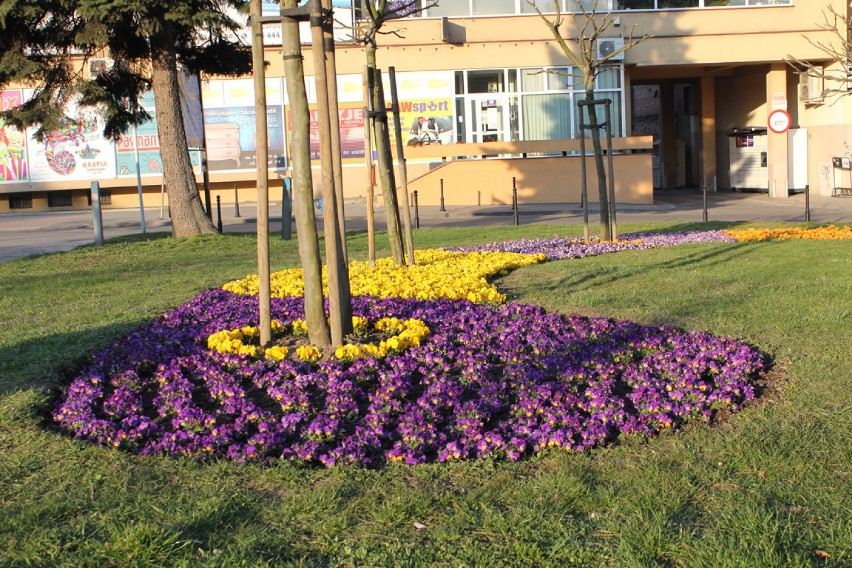 5 tysięcy bratków pojawiło się na ulicach Jarosławia. Zobaczcie wiosenne nasadzenia w gazonach, na skwerach i placach [ZDJĘCIA]