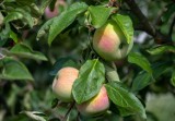 Szara reneta - dawna odmiana wciąż ma swoich zwolenników. Jak uprawiać jabłoń, której owoce są idealne do szarlotki?