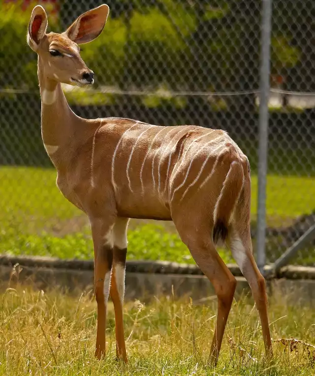 Antylopa kudu zamieszkała w zamojskim zoo. Można już podziwiać ją na wybiegu