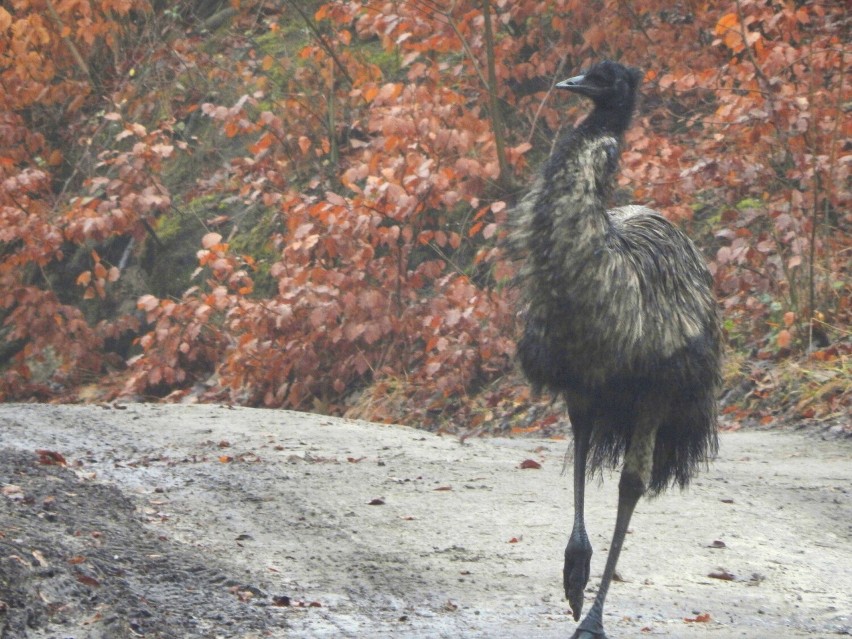 Emu w Puszczy Wkrzańskiej ma się dobrze