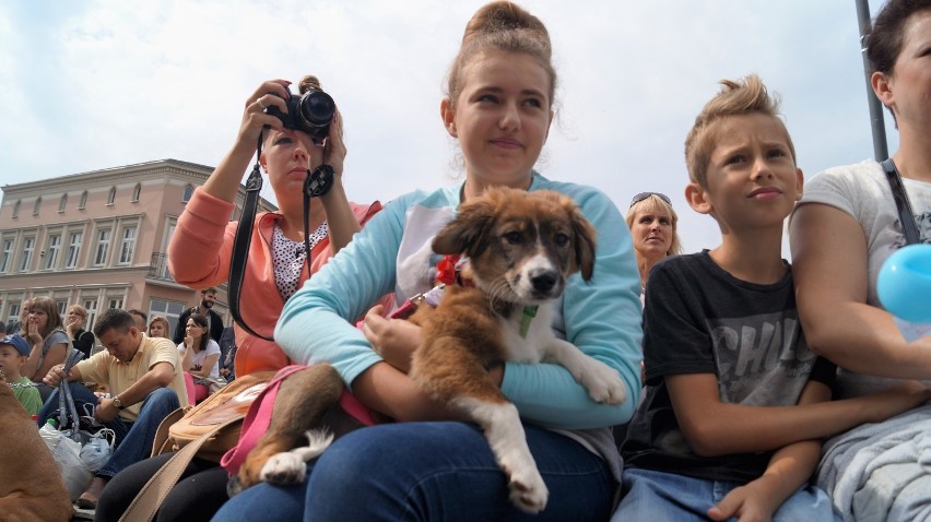 Kundelki opanowały Bydgoszcz! Za nami kolejna wystawa psów wielorasowych [zdjęcia, wideo] 