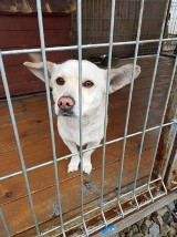 Piękne psy i szczenięta do adopcji w Wielogłowach. Przyjdź w weekend!