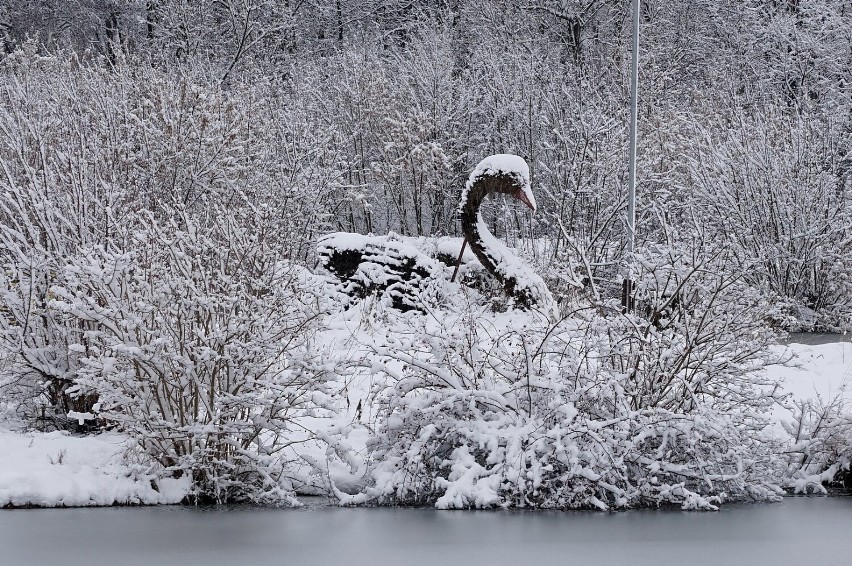 Kazimierski łabędź w zimowej scenerii prezentuje się...