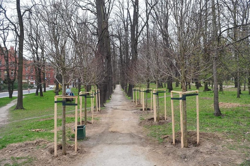 Sadzą nowe drzewa w Parku Młodzieżowym w Świdnicy. W miejsce tych wyciętych. ZDJĘCIA
