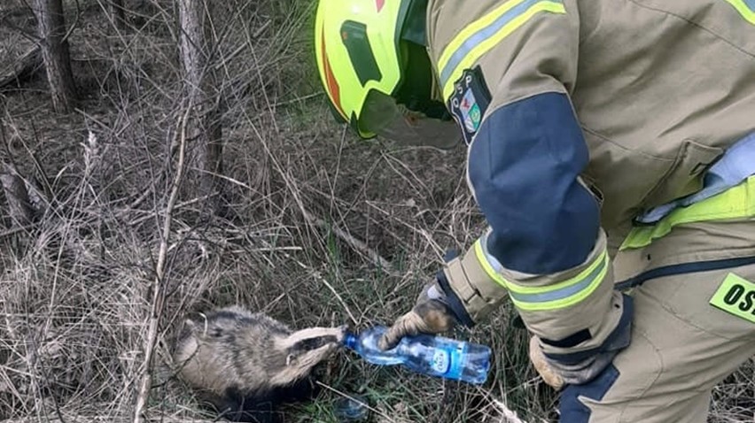 Co za miły widok! Strażacy z Dolic ratowali borsuka, który wpadł do studzienki. Napoili zwierzę wodą mineralną