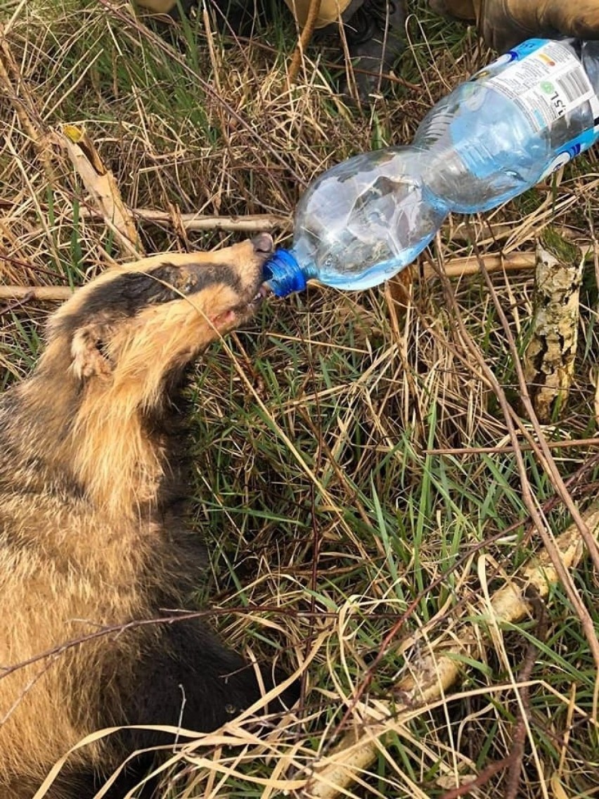 Co za miły widok! Strażacy z Dolic ratowali borsuka, który wpadł do studzienki. Napoili zwierzę wodą mineralną