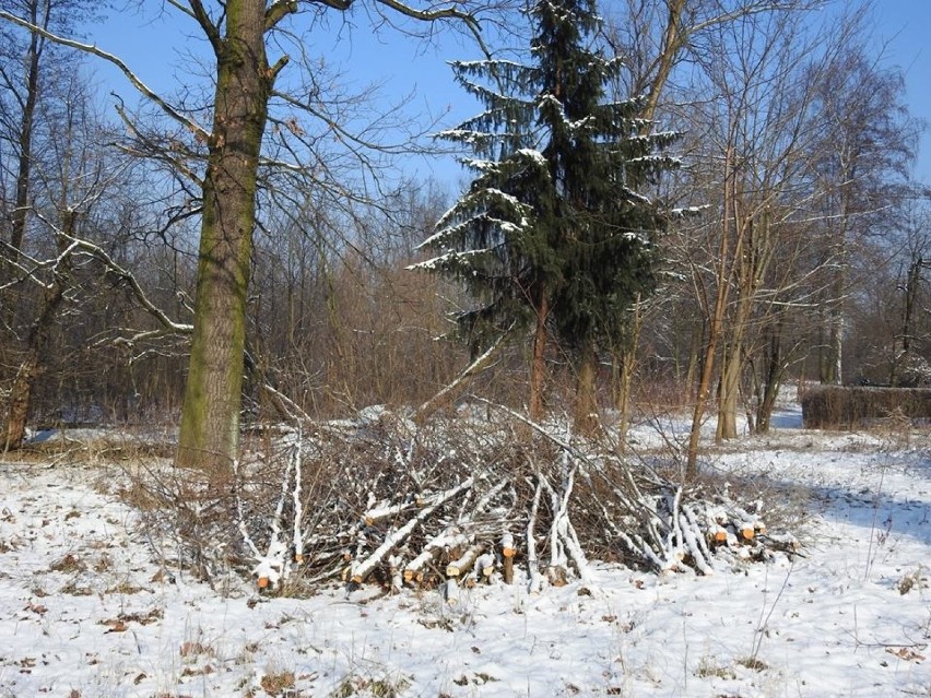 Tuż przy Parku Śląskim trwa wycinka drzew