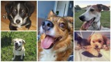 Międzynarodowy Dzień Psa. Zdjęcia psów naszych Czytelników. Wszystkie są przepiękne!