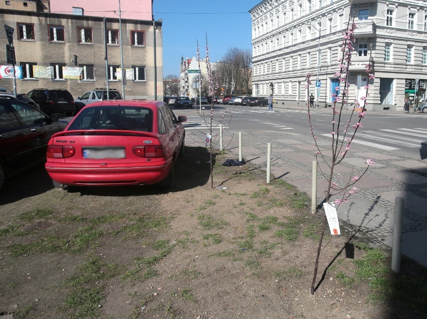 Przy ul. Łokietka w Szczecinie mieszkańcy sami posadzili drzewa w odpowiedzi na wycinkę