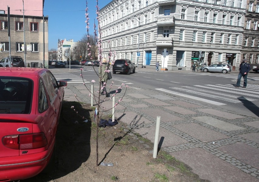 Przy ul. Łokietka w Szczecinie mieszkańcy sami posadzili drzewa w odpowiedzi na wycinkę