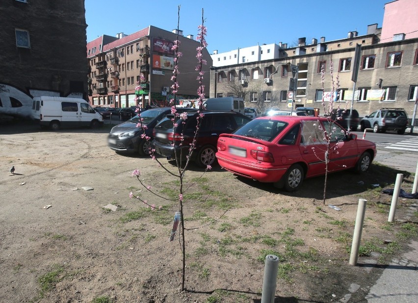 Przy ul. Łokietka w Szczecinie mieszkańcy sami posadzili drzewa w odpowiedzi na wycinkę