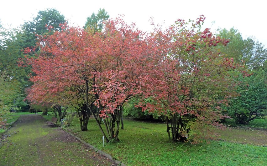 Ogród botaniczny w Zabrzu. To świetna propozycja na jesienny spacer pośród kolorowych kwiatów i krzewów