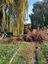 Park przyjaźni w Kaliszu. Kto uprzątnie drzewa połamane przez wichurę? ZDJĘCIA