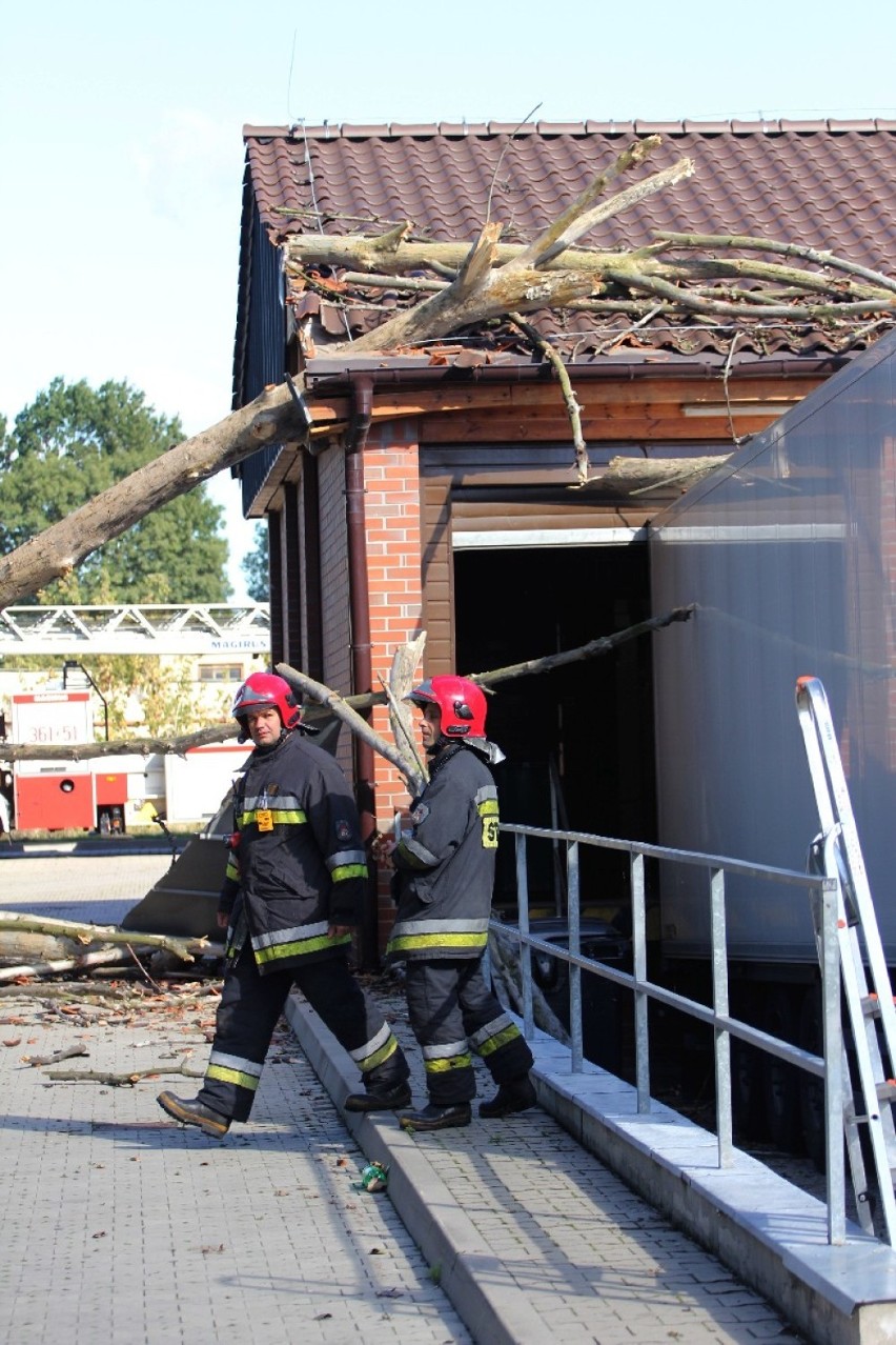 Drzewo uszkodziło dach sklepu w Legnicy (ZDJĘCIA)