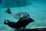 We wrocławskim zoo zamieszkały trzy foki. Zobacz zdjęcia