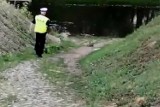 Kaczka z pisklętami szła jezdnią. Policjanci ze Świecia pomogli kaczej rodzinie trafić do rzeki [zdjęcia, wideo]