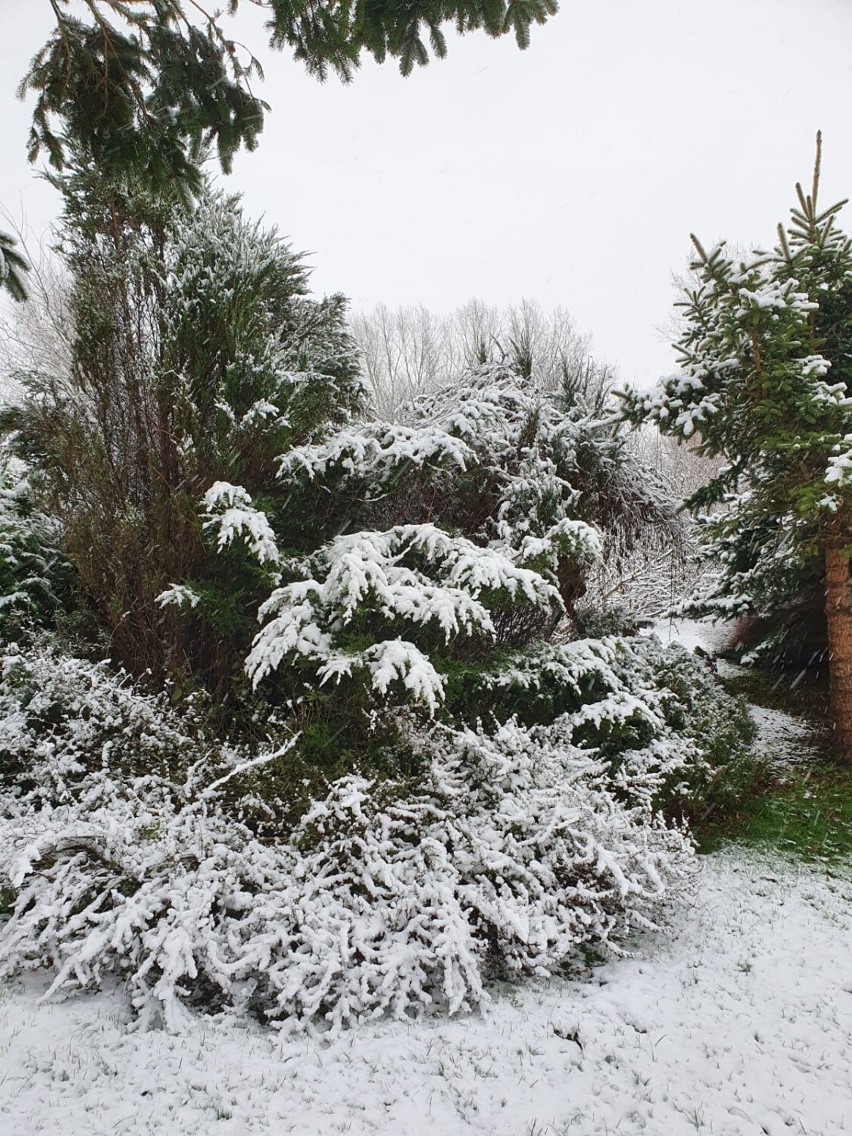 Pierwszy śnieg w powiecie sławieńskim. Zrobiło się zimowo [zdjęcia]