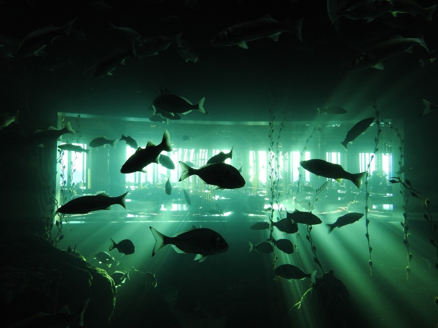 83-metrowy tunel podwodny to największa atrakcja akwarium,...