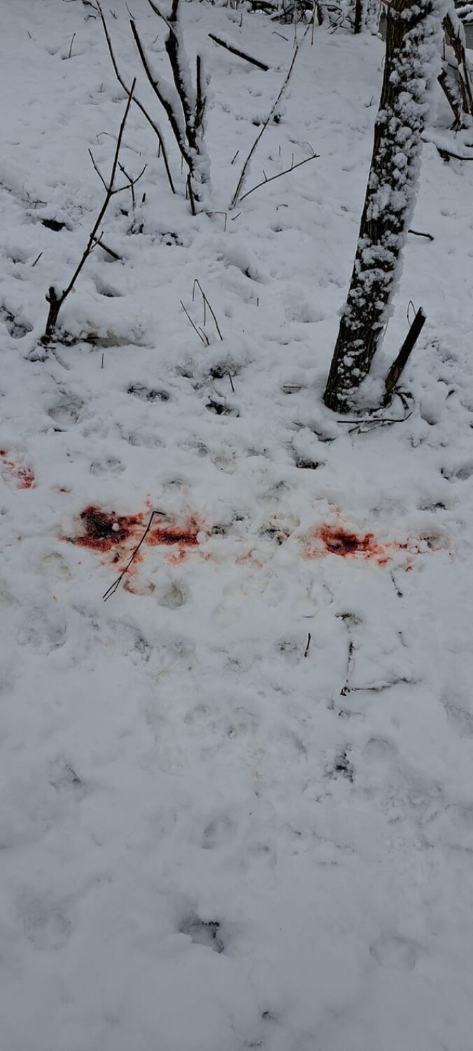 Wataha dzikich psów atakuje zwierzęta w Słowikowie! Jest nagranie sfory [FOTO]