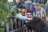 Kucyki, osły, kaczki i parafialne kozy można oglądać w "żywej" szopce na terenie parafii NSJ przy ul. ks. Popiełuszki (FOTO+FILM)