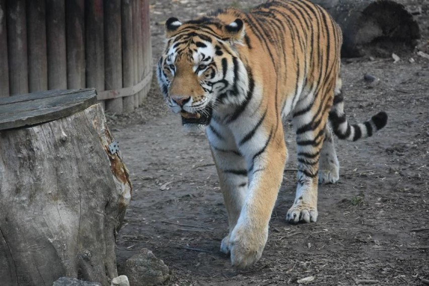 Zamojski Ogród Zoologiczny