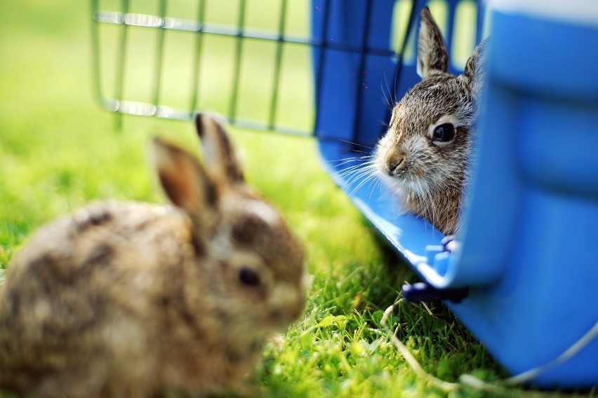 MM Trendy: Dzika natura wrażliwej kobiety