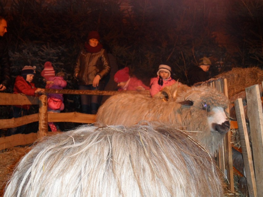 Święta 2012: Żywa szopka w Rydułtowach. Oglądały ją mieszkańcy z naszego regionu. Zobacz zdjęcia!