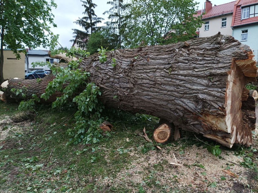 Wycięto wielkie drzewa przed przychodnią w Szczecinku. Kierowcy, uważajcie! [zdjęcia]