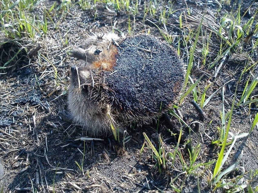 Makabryczne zdjęcia ofiar pożarów traw. Robią to nasi sąsiedzi! [ZDJĘCIA]