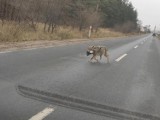 Wilk na drodze w okolicy Trzebicza. Internauci przerażeni tym, co niósł w pysku