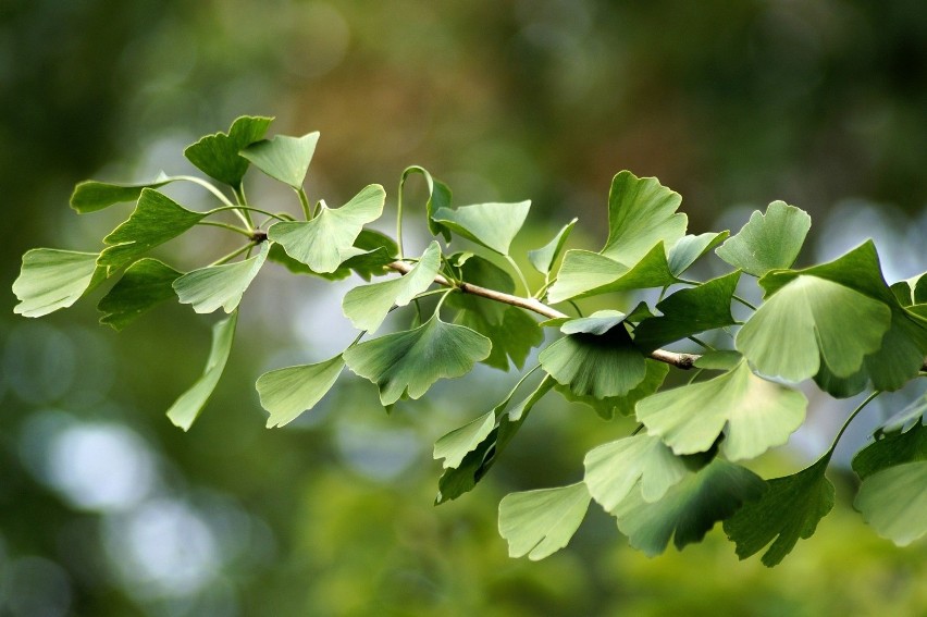 Miłorząb japoński (Ginkgo biloba) to ziele, które pobudza...