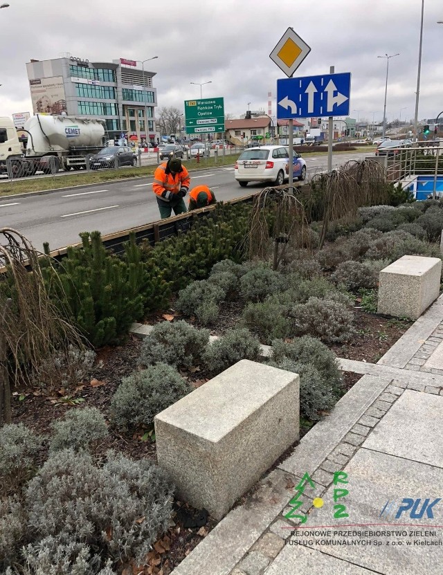 Na części kieleckich ulic rozłożono specjalne maty, które mają chronić rośliny przed niszczycielskim działaniem soli drogowej.