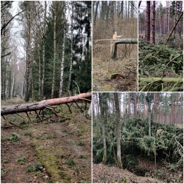 W leśnictwie Bedlenki wiatr powalił prawie 2 tys. drzew