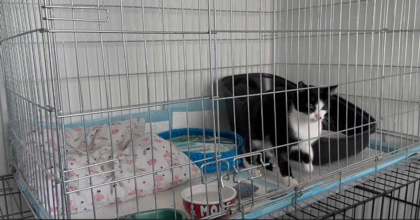Fundacja PSYstań dla zwierząt z Gorlic otworzyła szpital dla chorych i bezdomnych kotów. Dzisiaj leczy w nim pięciu pacjentów