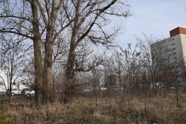 Tu na razie jest dziki parking i zarośla. Będzie park handlowy