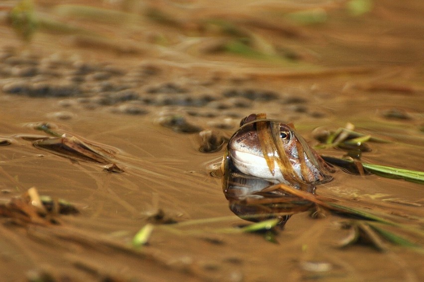 Żaba trawna (Rana temporaria)
