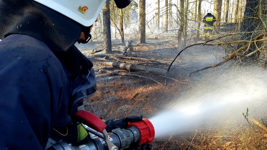 Gmina Sztabin. Płonął las z powodu elektrycznego słupa [ZDJĘCIA]