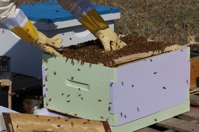 Pszczelarstwo w Polsce ma się dobrze, z roku na rok pasiek przybywa. Czy wiadomo, kto w ogóle zaczął zbierać miód i odkrył, że to prawdziwe jadalne złoto, które daje nam natura?