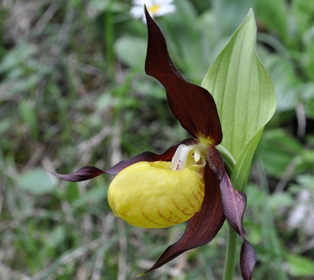 Obuwik Cypripedium calceolus