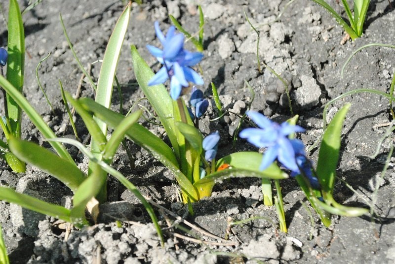 Zdjęcia wiosny przesłane przez naszych czytelników