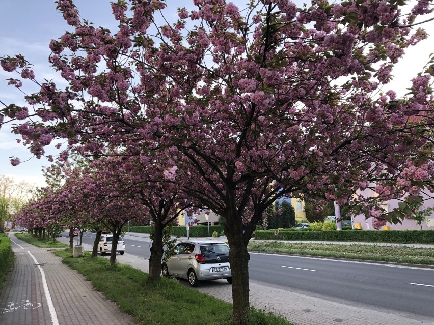 Kwitnące drzewa na osiedlu Zacisze cieszą mieszkańców i nie...