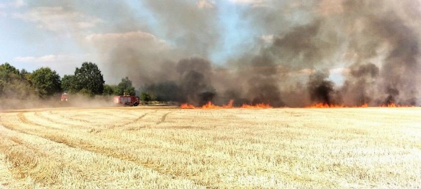 Ogień objął 30 ha ścierniska, nieużytków rolnych i lasu