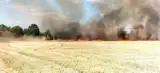 Ogromny pożar w Bukowie pod Sulechowem. Ogień gaszono z ziemi i powietrza 