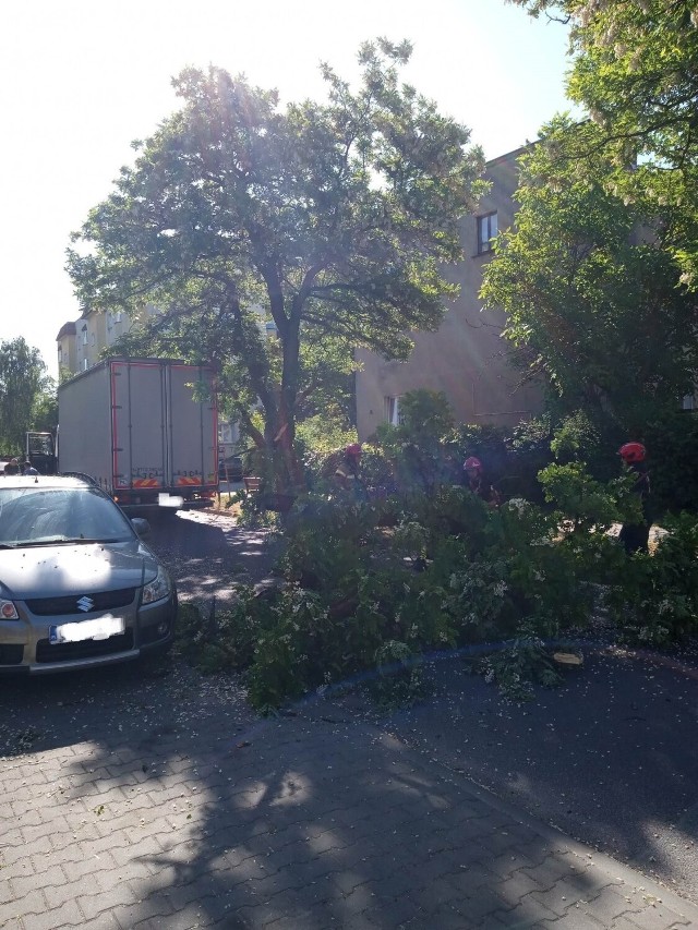 Drzewo spadło na samochód. Do incydentu doszło przy ul. Dekerta w Toruniu.