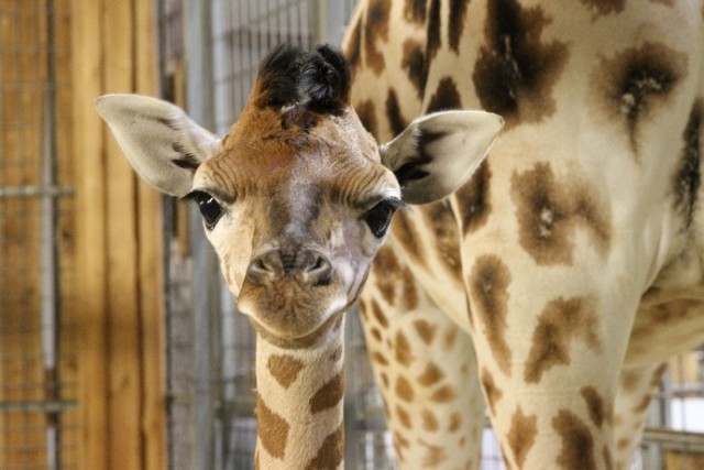 Żyrafa urodziła się w ogrodzie zoologicznym w Opolu. Wymyśl dla niej imię!